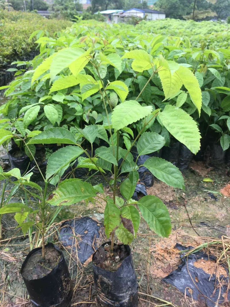 紫花风铃树苗庭院绿化观赏树苗可零售