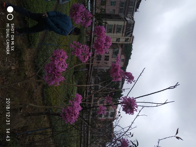 紫花风铃树苗庭院绿化观赏树苗可零售