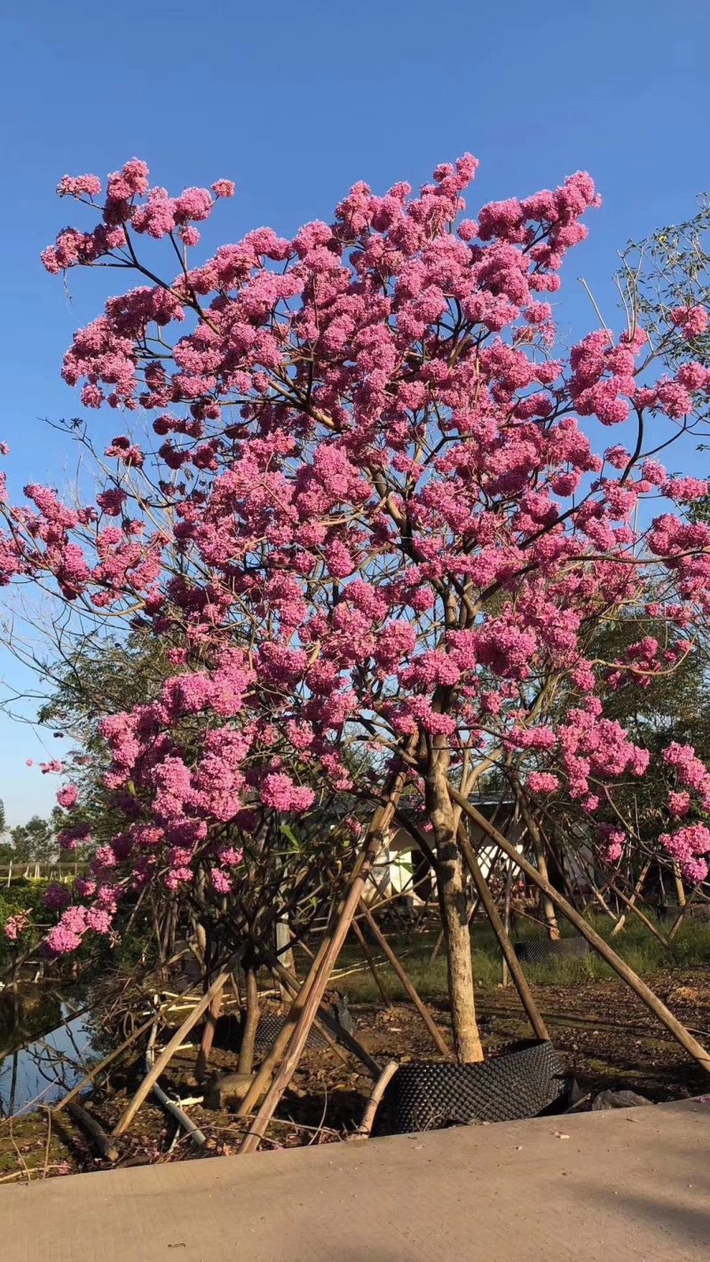 紫花风铃树苗庭院绿化观赏树苗可零售