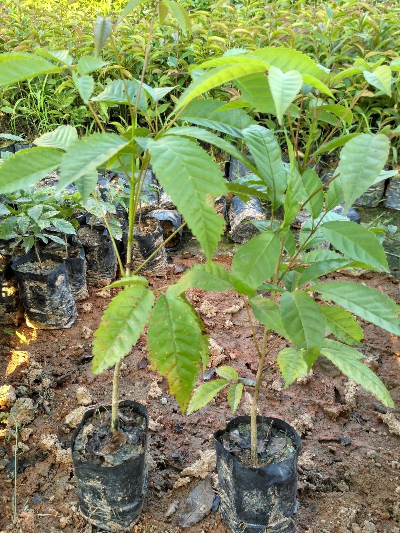 紫花风铃树苗庭院绿化观赏树苗可零售