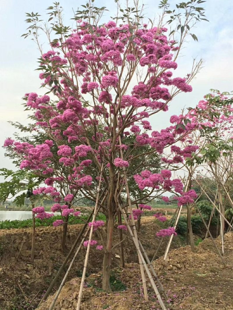 紫花风铃树苗庭院绿化观赏树苗可零售
