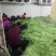 四季豆无筋豆基地直发品质优良质量保障量大从优