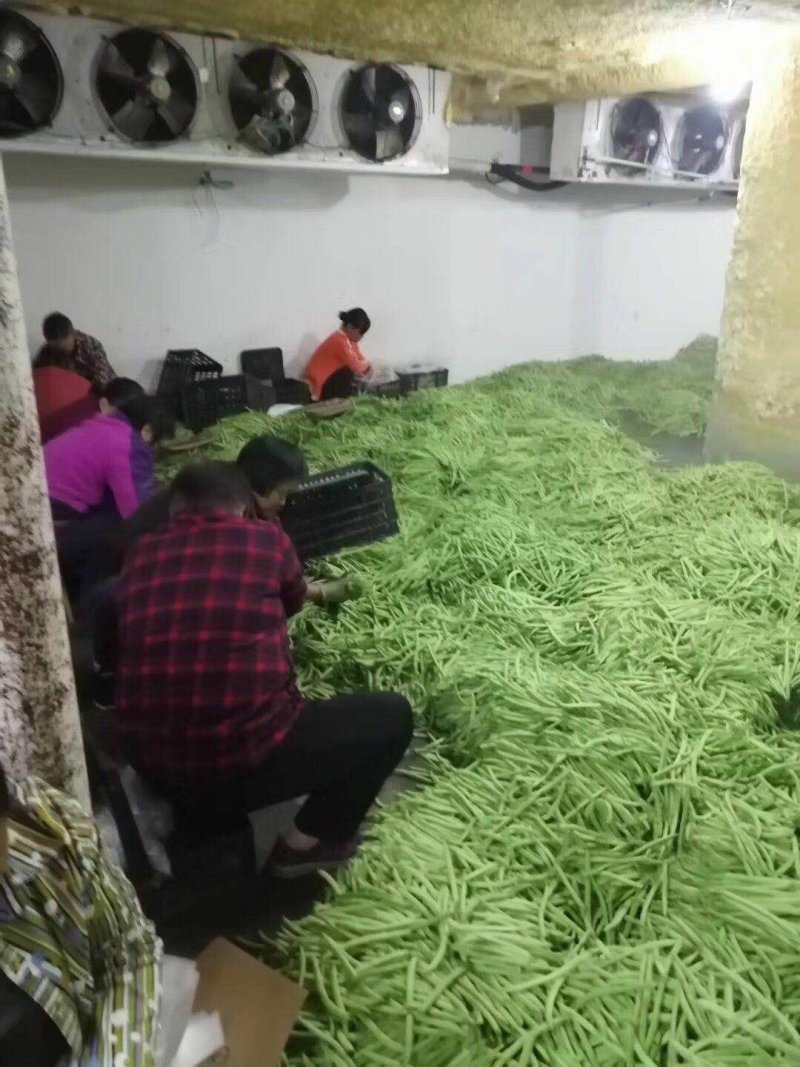 四季豆无筋豆基地直发品质优良质量保障量大从优