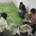 四季豆无筋豆基地直发品质优良质量保障量大从优