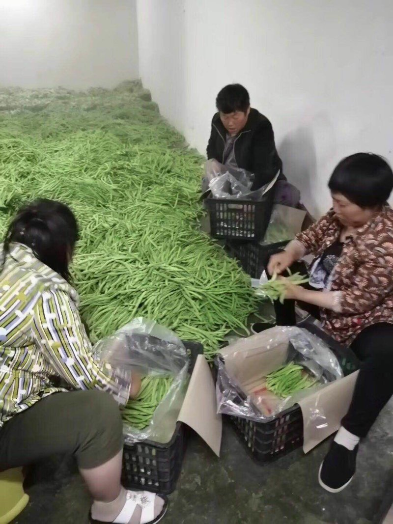 四季豆无筋豆基地直发品质优良质量保障量大从优