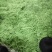 四季豆无筋豆基地直发品质优良质量保障量大从优