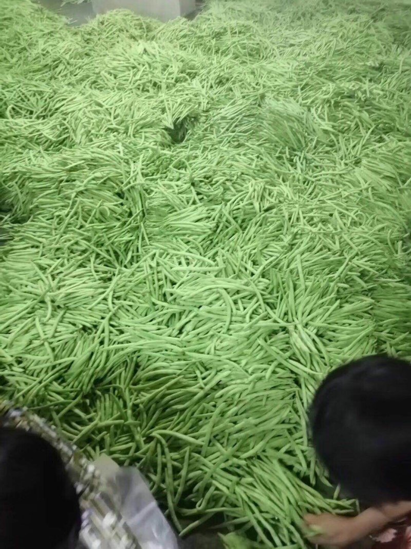 四季豆无筋豆基地直发品质优良质量保障量大从优