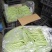 四季豆无筋豆基地直发品质优良质量保障量大从优