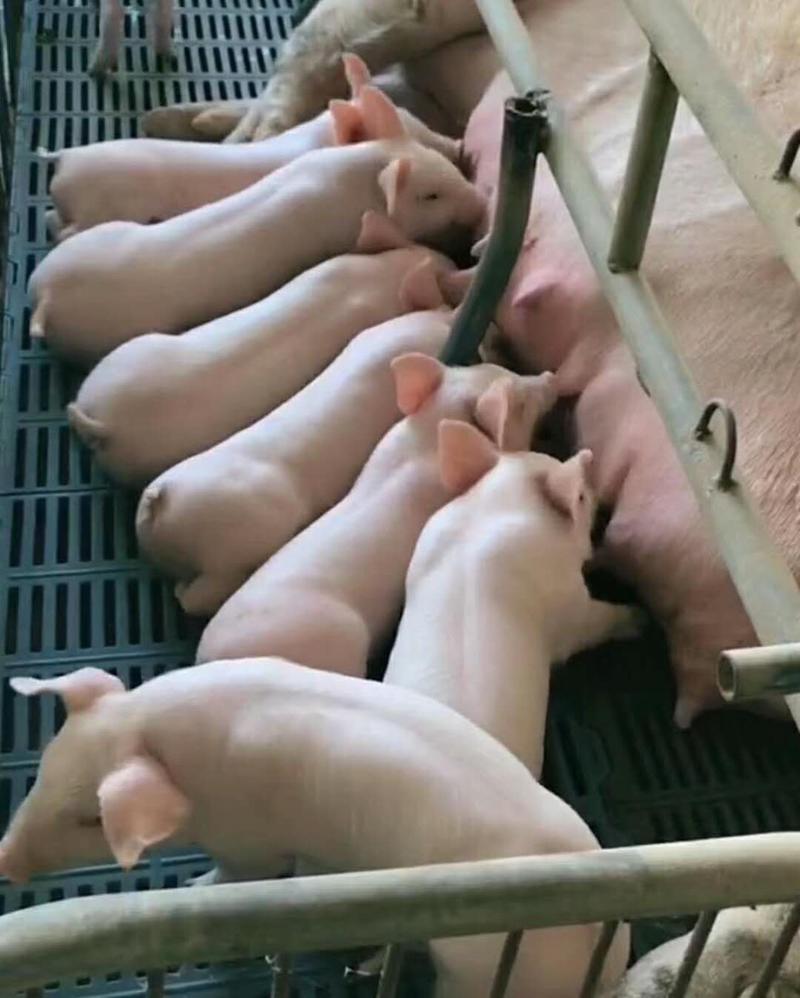 养猪场卖三元仔猪母猪防疫到位专业运输车辆送猪到家包成活率