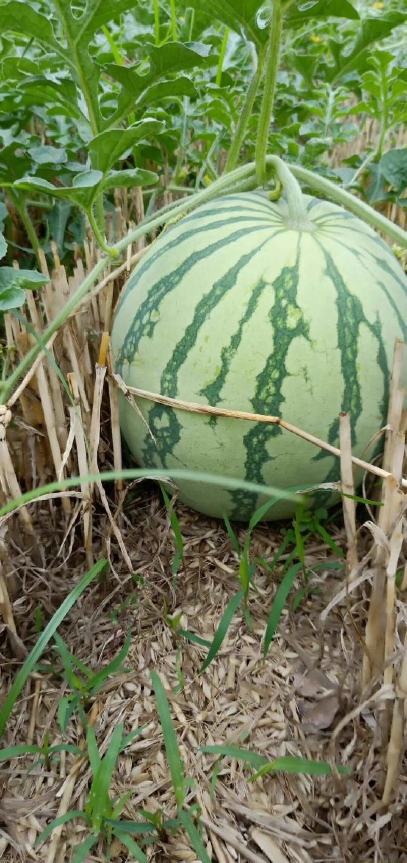 金花3号，金花无籽西瓜，麦茬头茬口感优，质量好，