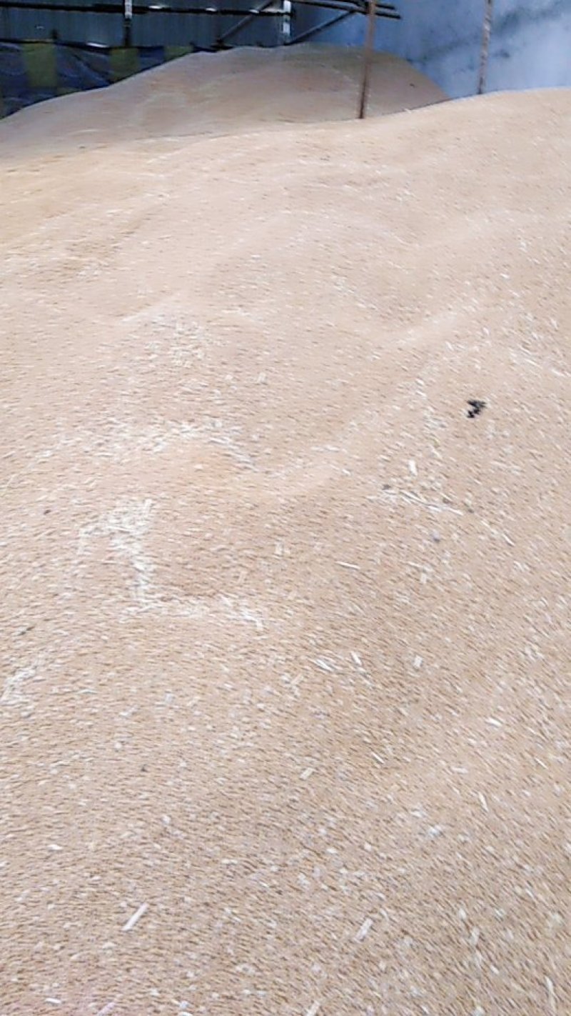 新麦26