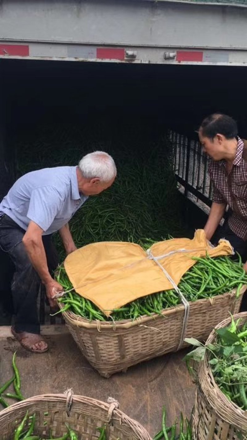 热销河南商丘薄皮线椒，产地直供，质量保证，价格优惠。