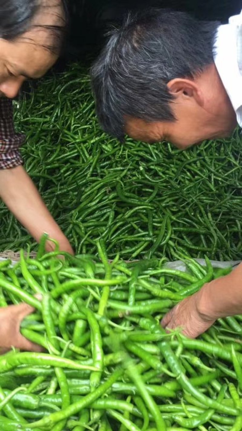 热销河南商丘薄皮线椒，产地直供，质量保证，价格优惠。