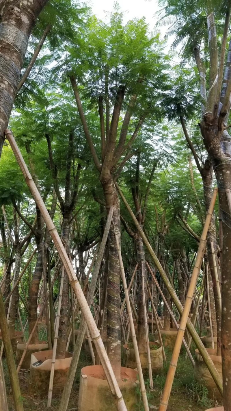 蓝花楹（广东普宁蓝花楹批发商）（蓝花楹供应商）