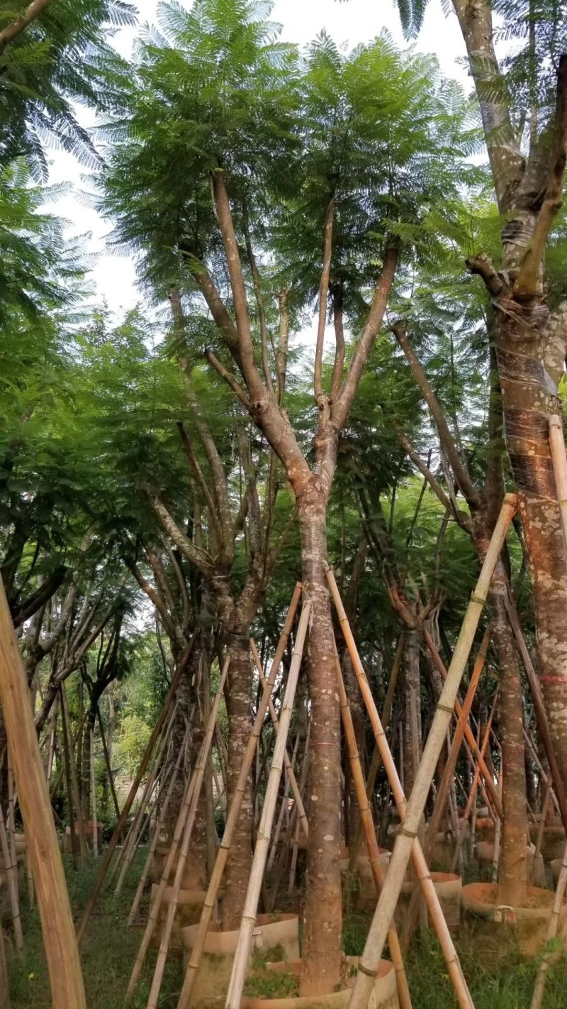 蓝花楹（广东普宁蓝花楹批发商）（蓝花楹供应商）