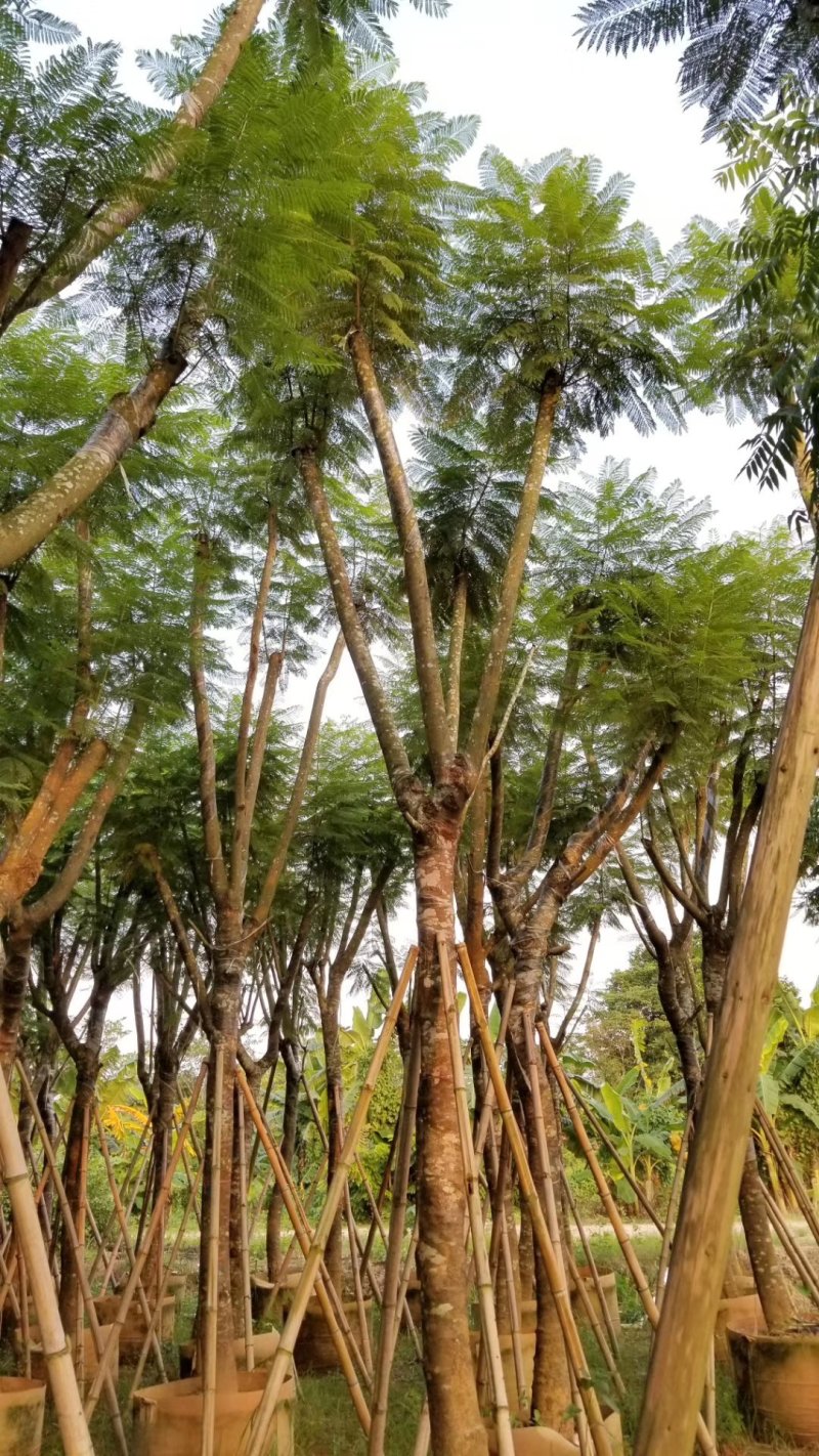 蓝花楹（广东普宁蓝花楹批发商）（蓝花楹供应商）