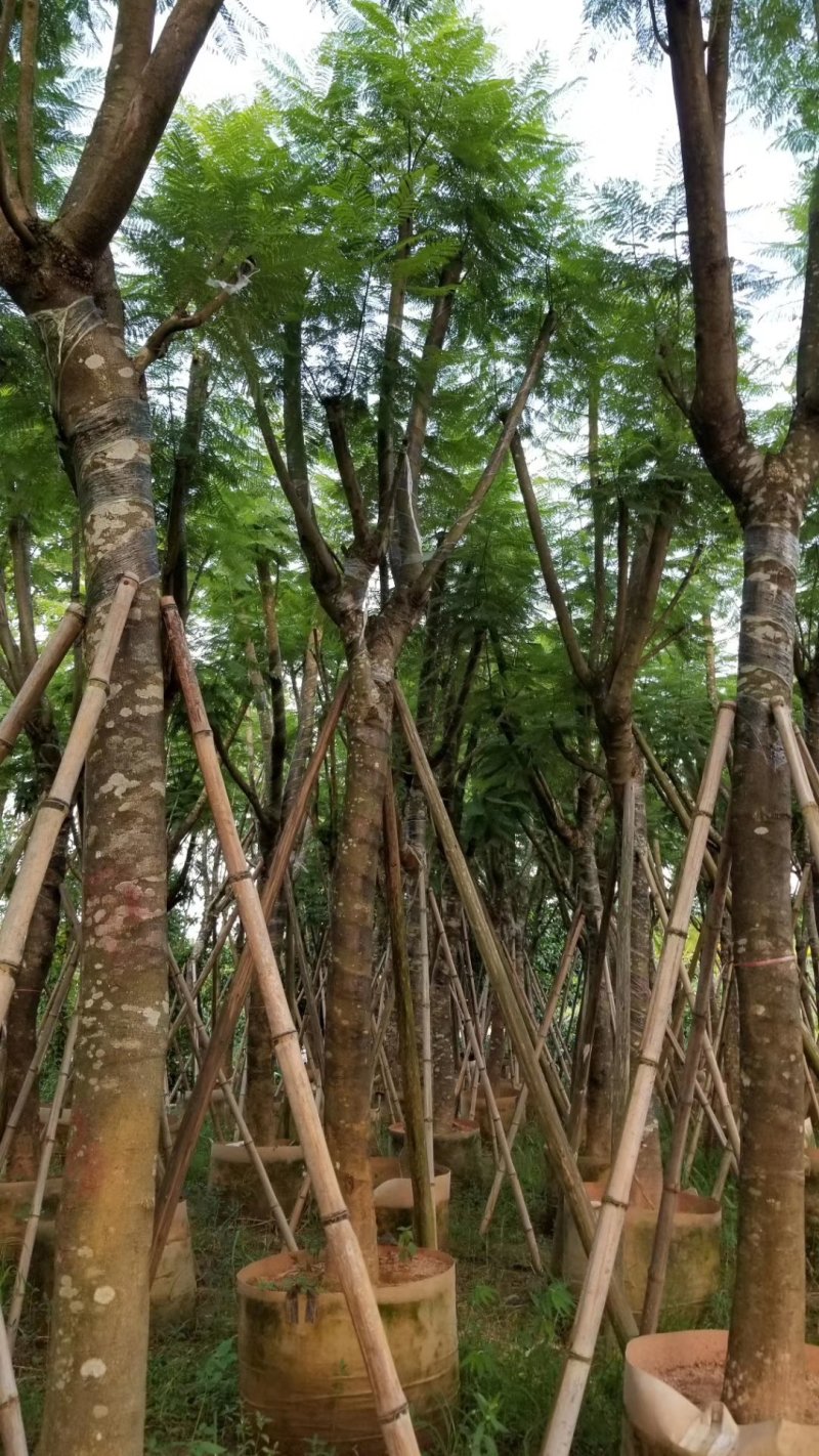 蓝花楹（广东普宁蓝花楹批发商）（蓝花楹供应商）