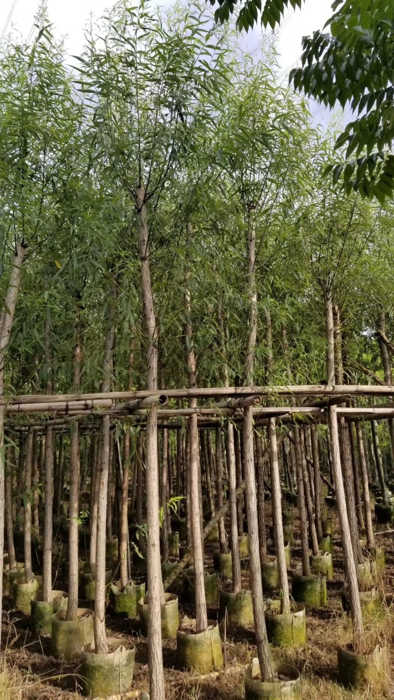 柳树（广东垂柳树供应商）（广东杨柳树批发商）