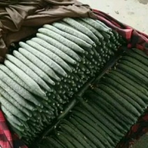 精品黄瓜批发青瓜日走货10万斤