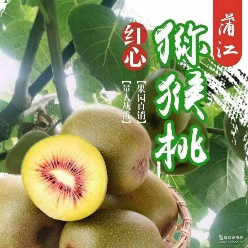 蒲江红心猕猴桃
