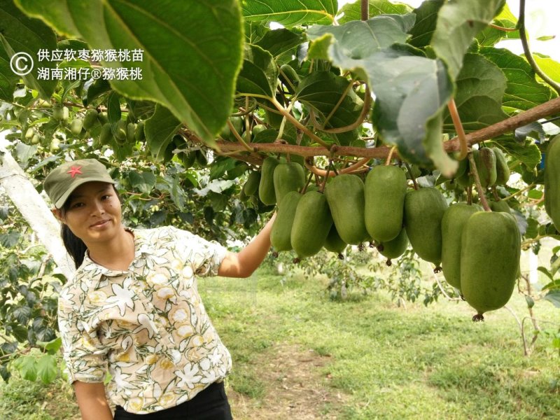 正宗两年软枣猕猴桃苗当年结果