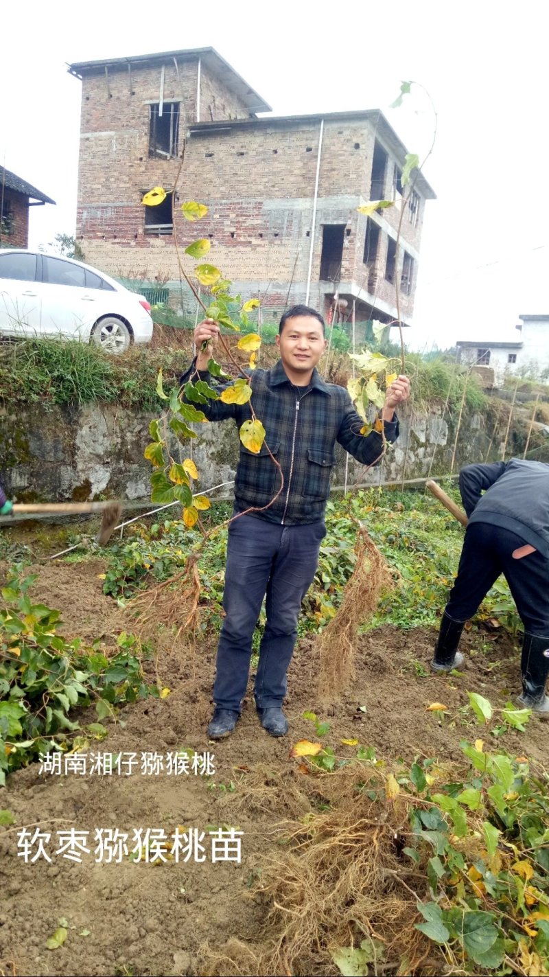 正宗两年软枣猕猴桃苗当年结果