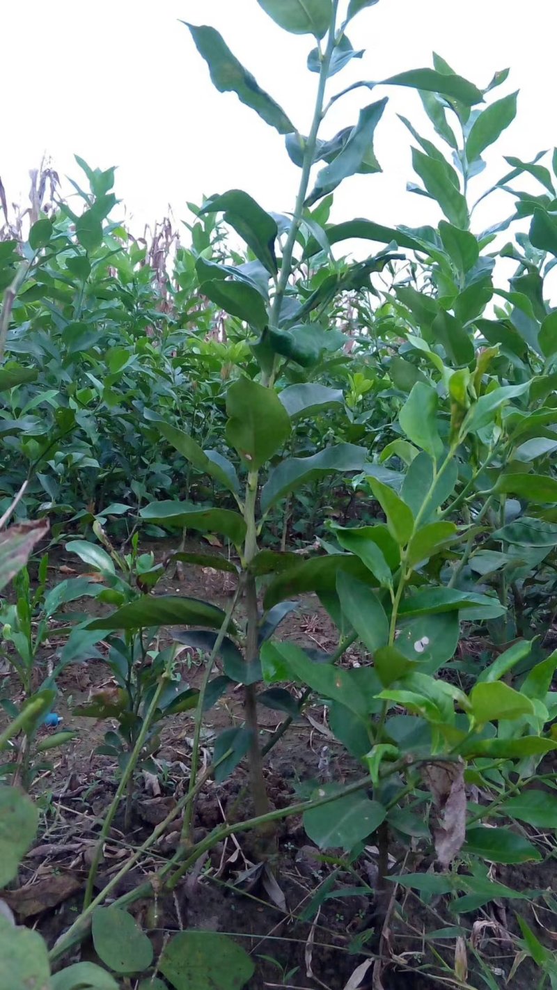 柠檬苗优力克25～40公分