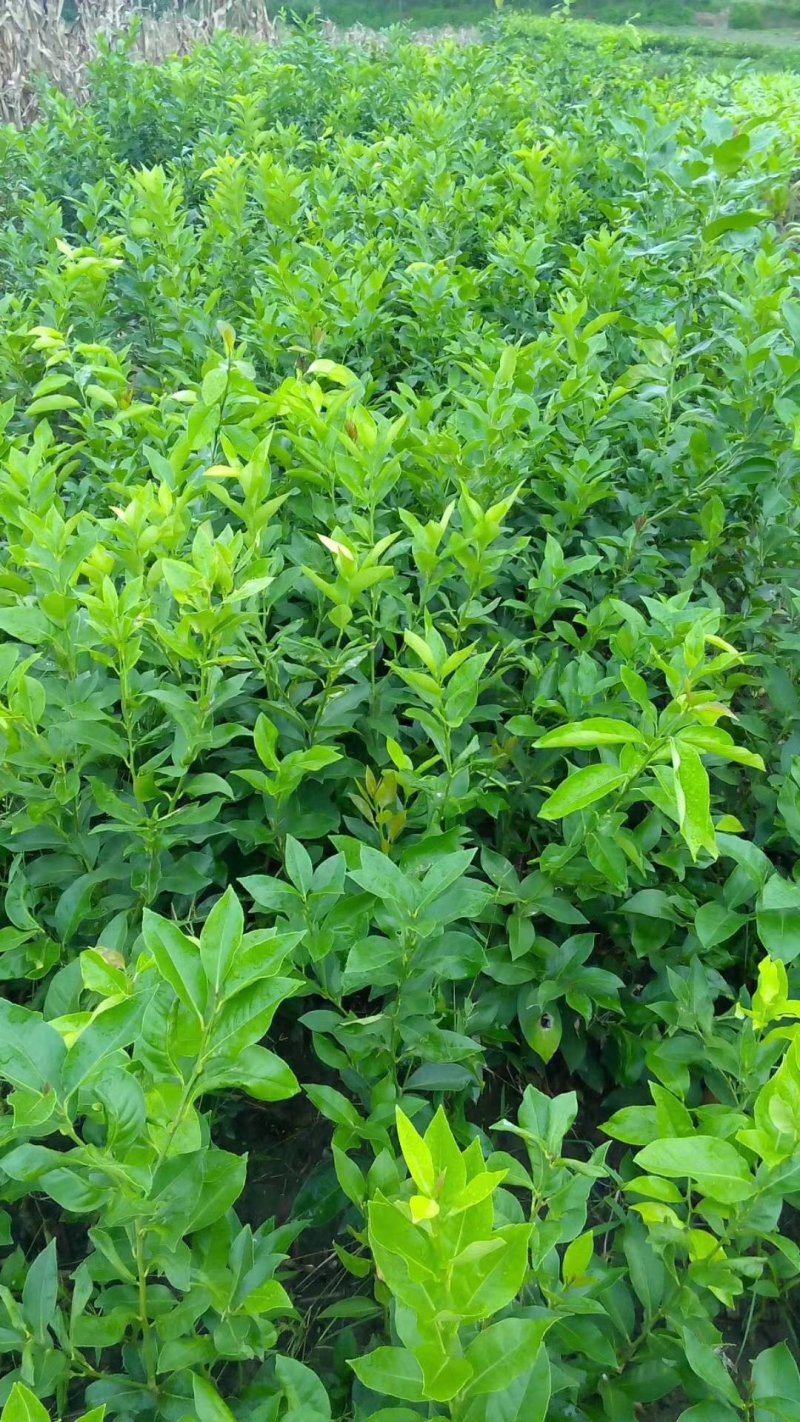 柠檬苗优力克25～40公分