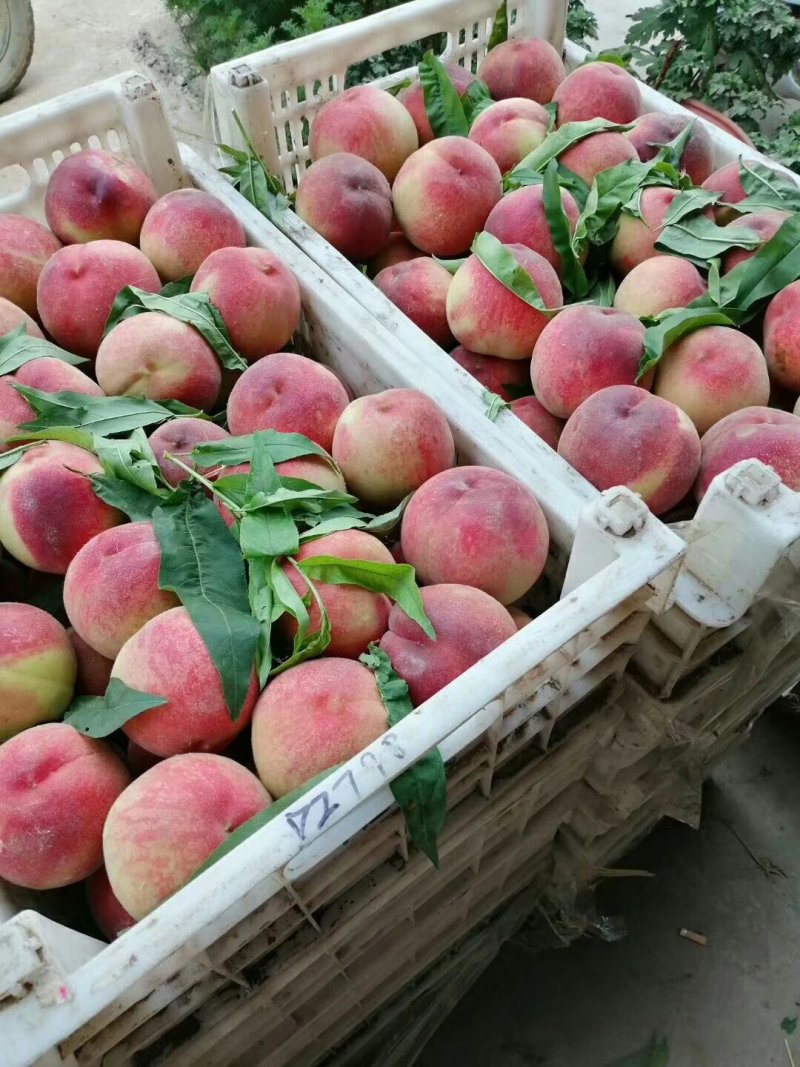 山东秋彤毛桃种植基地产地批发全国各地都发货可视频看货