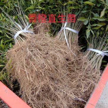 香橙直生苗0.8～1.5公分