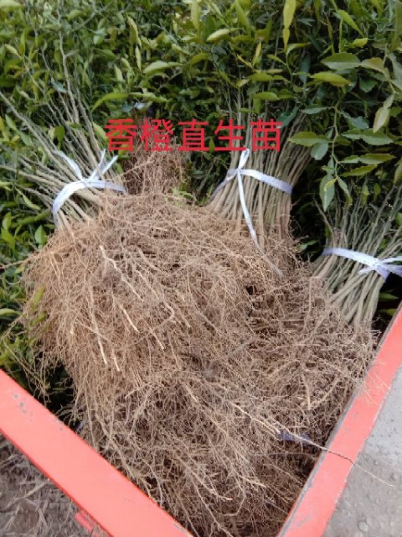 香橙直生苗0.8～1.5公分