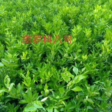 血橙苗塔罗科8号25～35公分