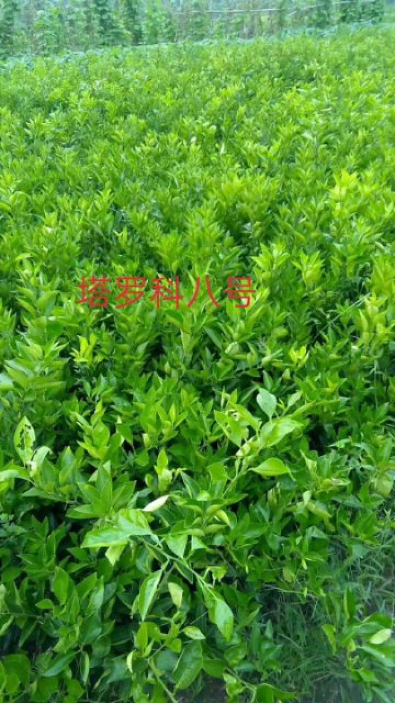 血橙苗塔罗科8号25～35公分