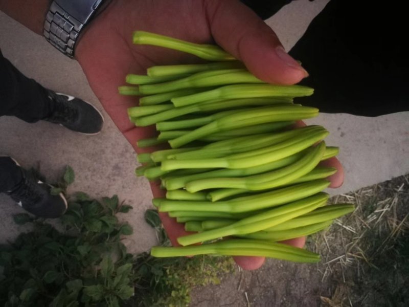 精品优质黄花菜