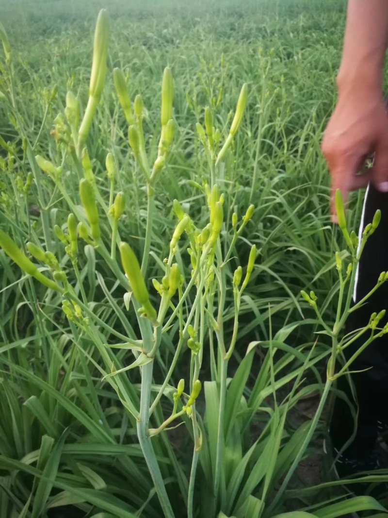 精品优质黄花菜