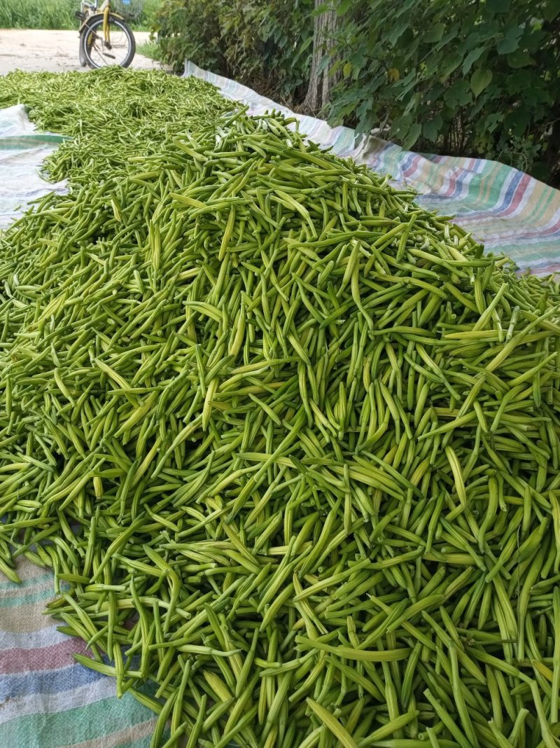 精品优质黄花菜