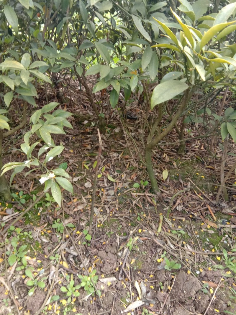 金桔苗1～3公分