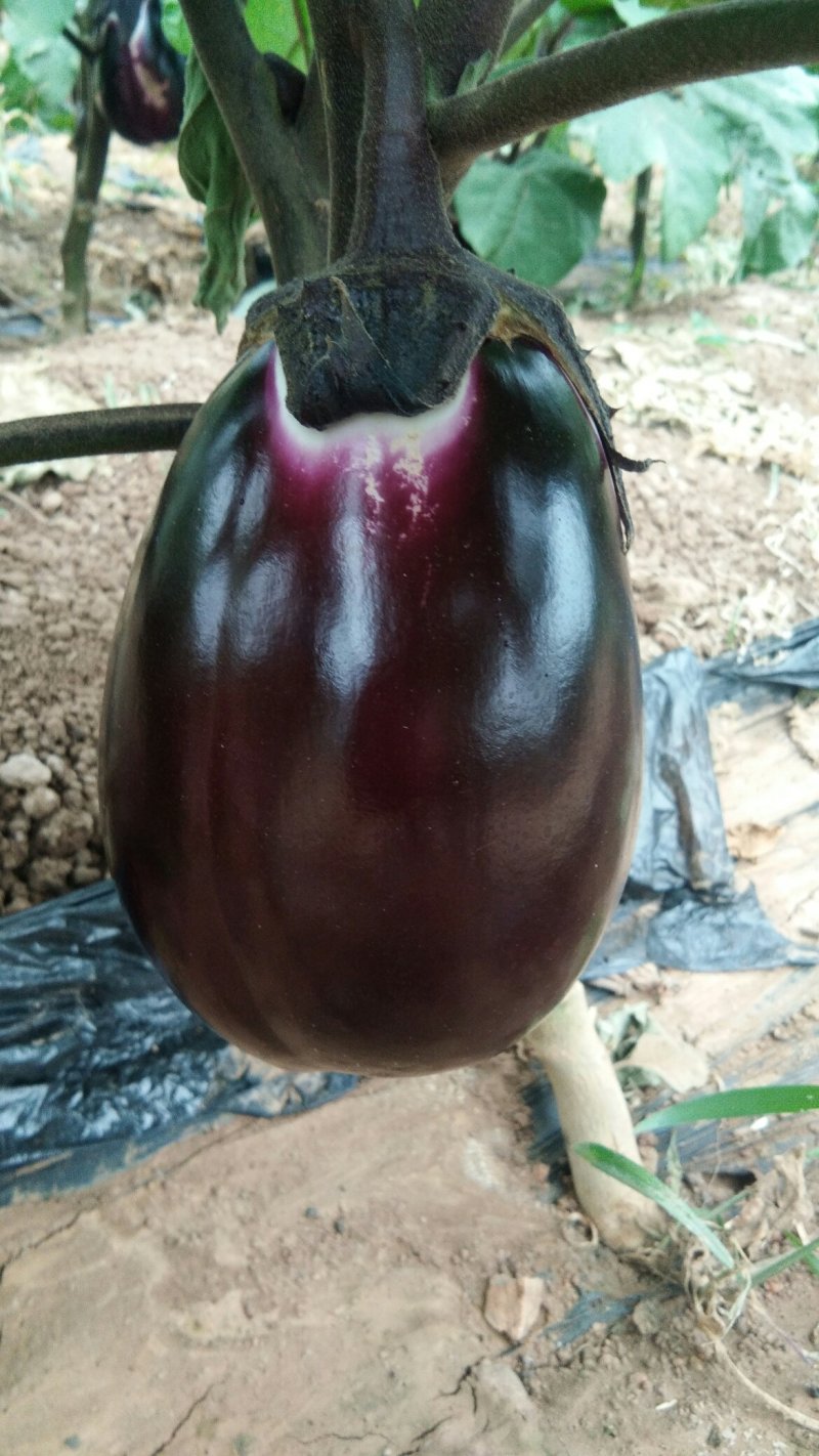 红袍茄子上市中