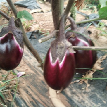 红袍茄子上市中