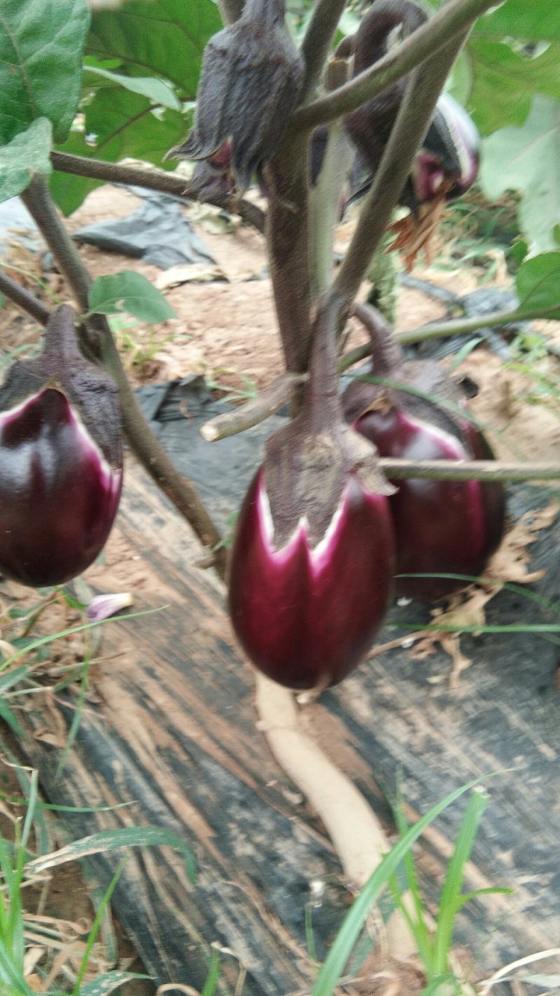 红袍茄子上市中