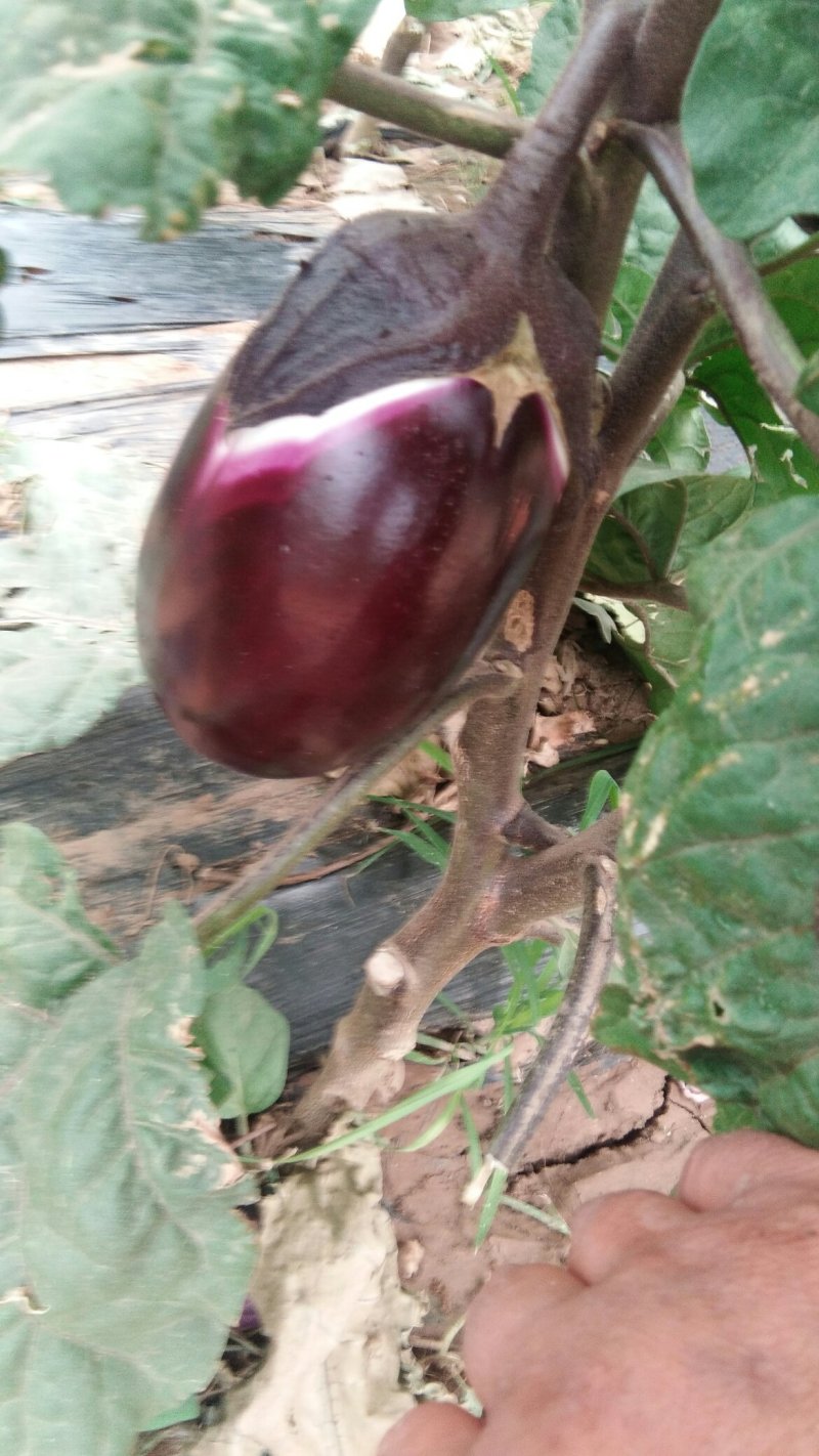 红袍茄子上市中