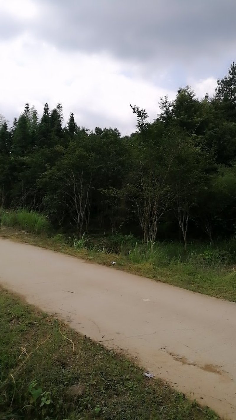 紫薇，10,12,14