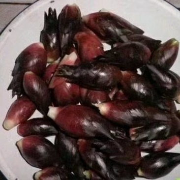 野生阳荷