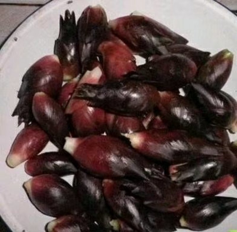 野生阳荷