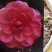 四季茶花