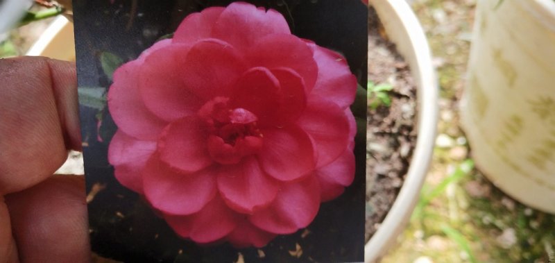 四季茶花