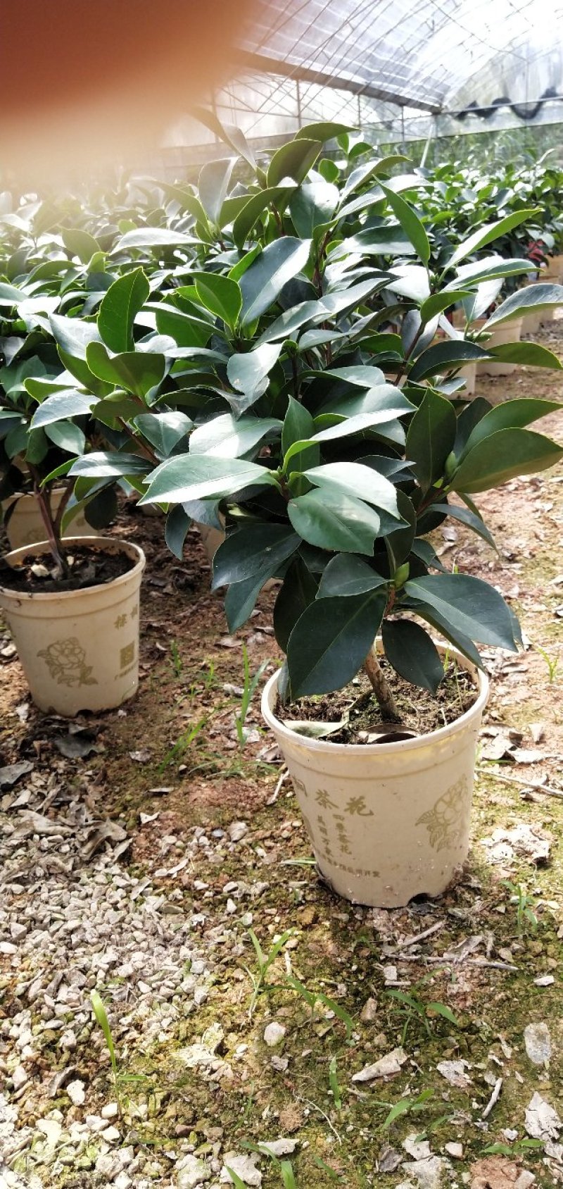 四季茶花