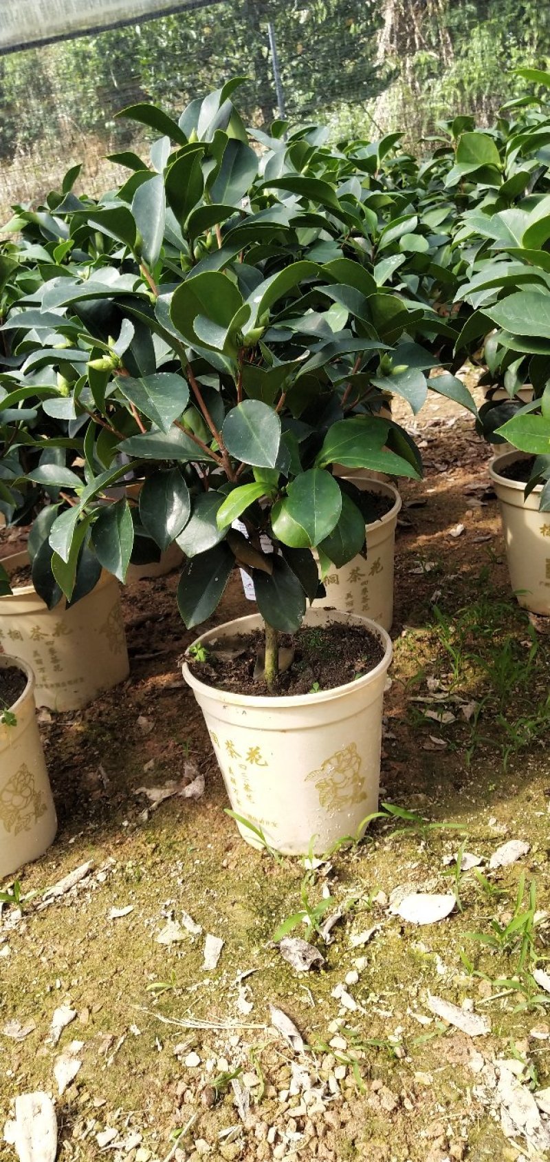 四季茶花