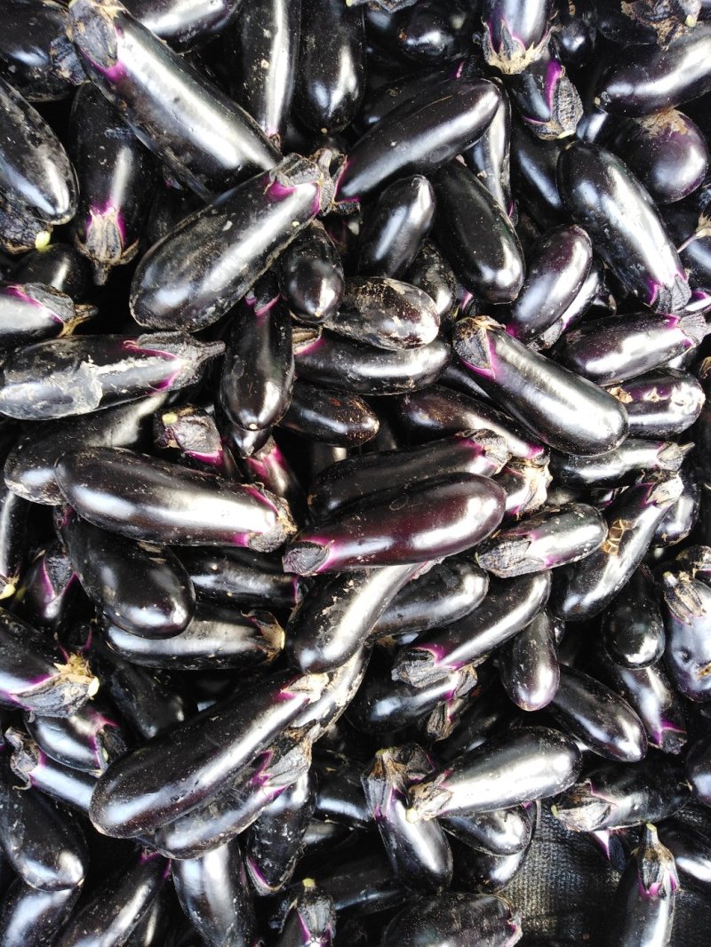千两二号茄子进口种子基地直供工厂量大规格供应