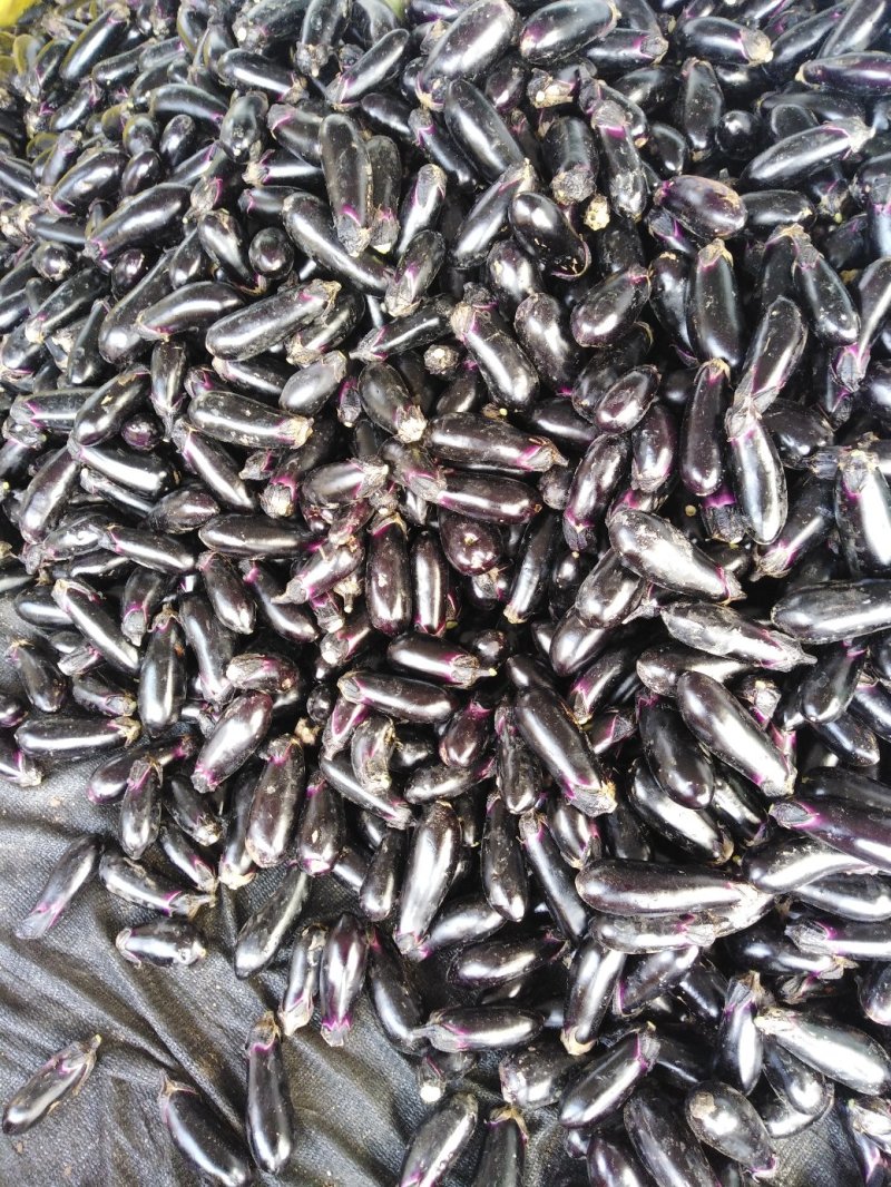千两二号茄子进口种子基地直供工厂量大规格供应